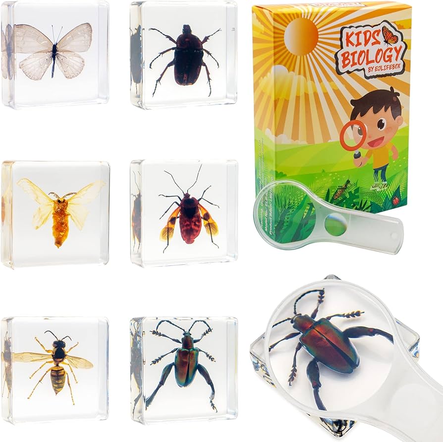 Biology set with bug specimens and magnifying glass